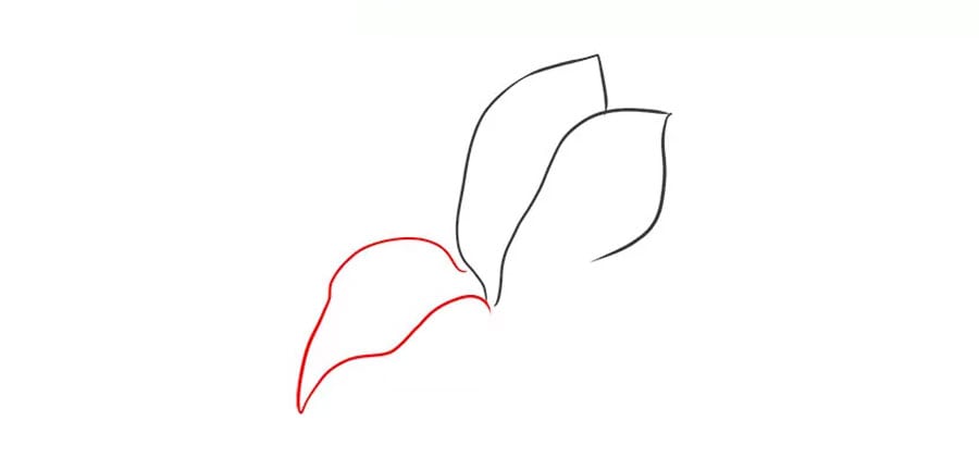 رسم گلبرگ سوم نقاشی گل لیلیوم