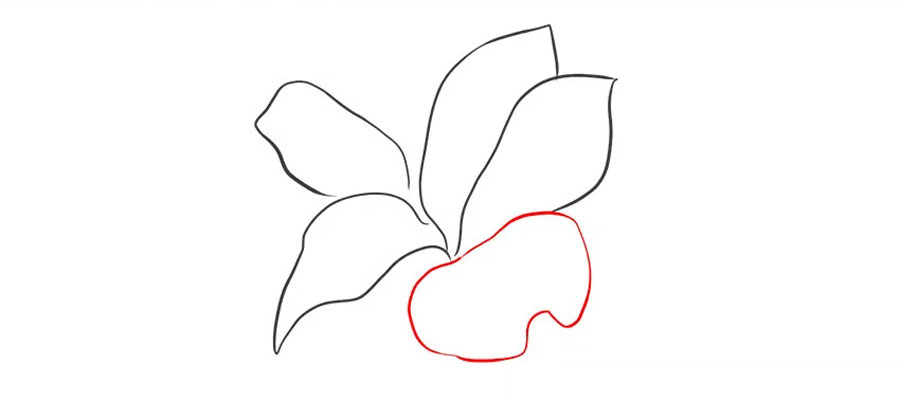 رسم آخرین گلبرگ گل لیلیوم