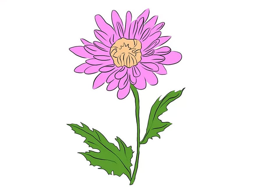 رنگ آمیزی نقاشی گل داوودی
